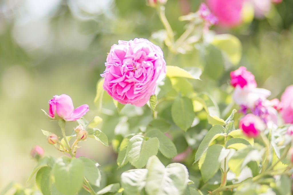 Standesamtliche Wildblumen Trauung von Nina und Willi in Berlin