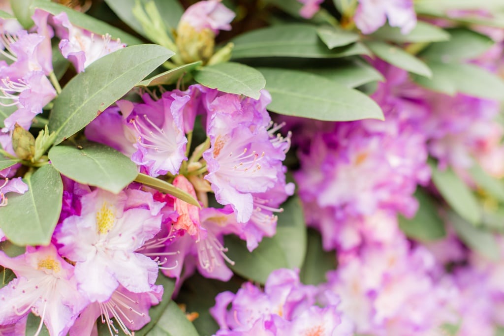 Buntes & sommerliches Verlobungsshooting im Rhododendronhain und Weinberg in Dresden