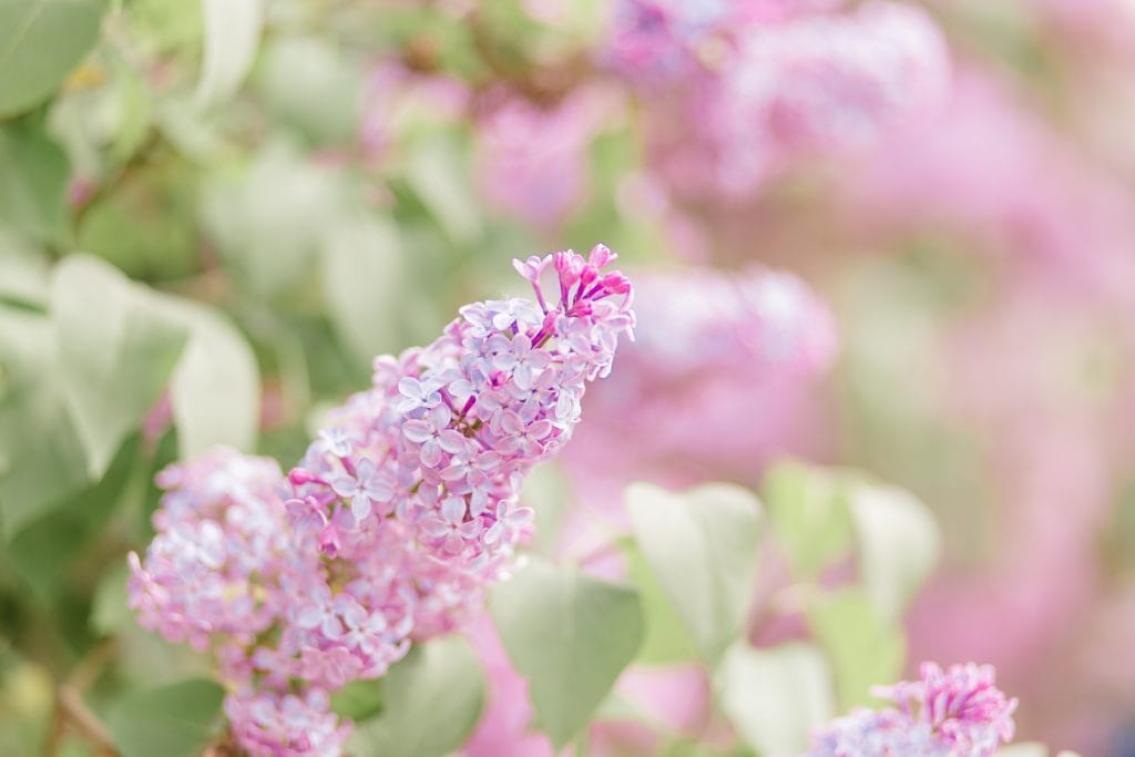 Standesamtliche Trauung von Svenja und Felix im Botanischen Garten Berlin