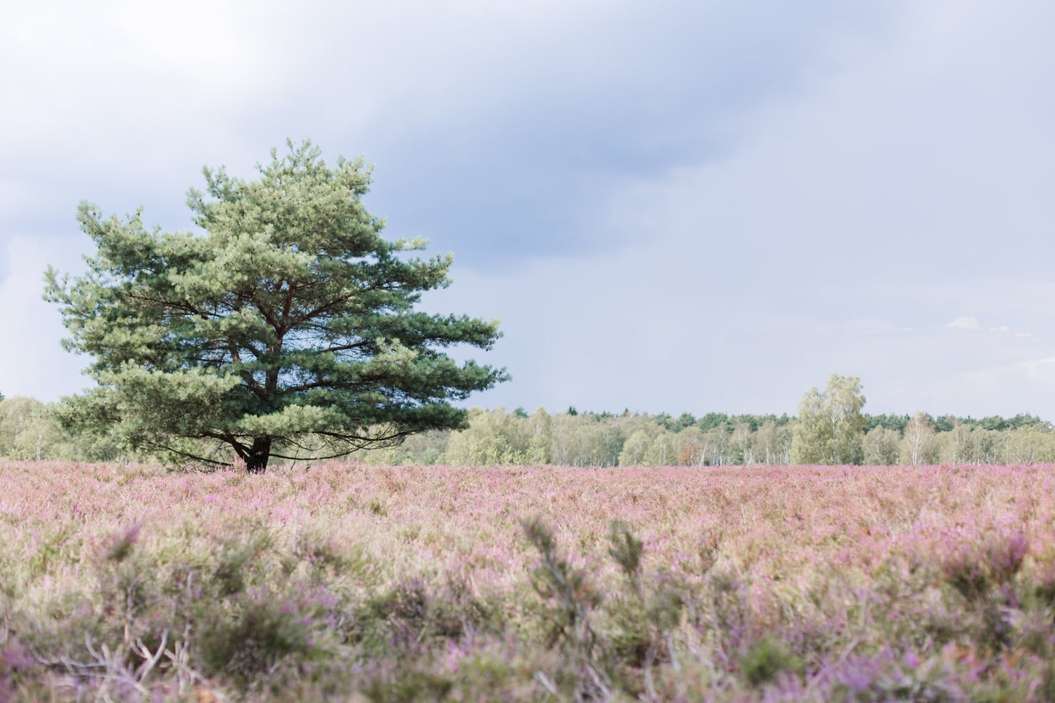 Traumhochzeit mit Alpakas - Romantische Landhochzeit in der Lüneburger Heide