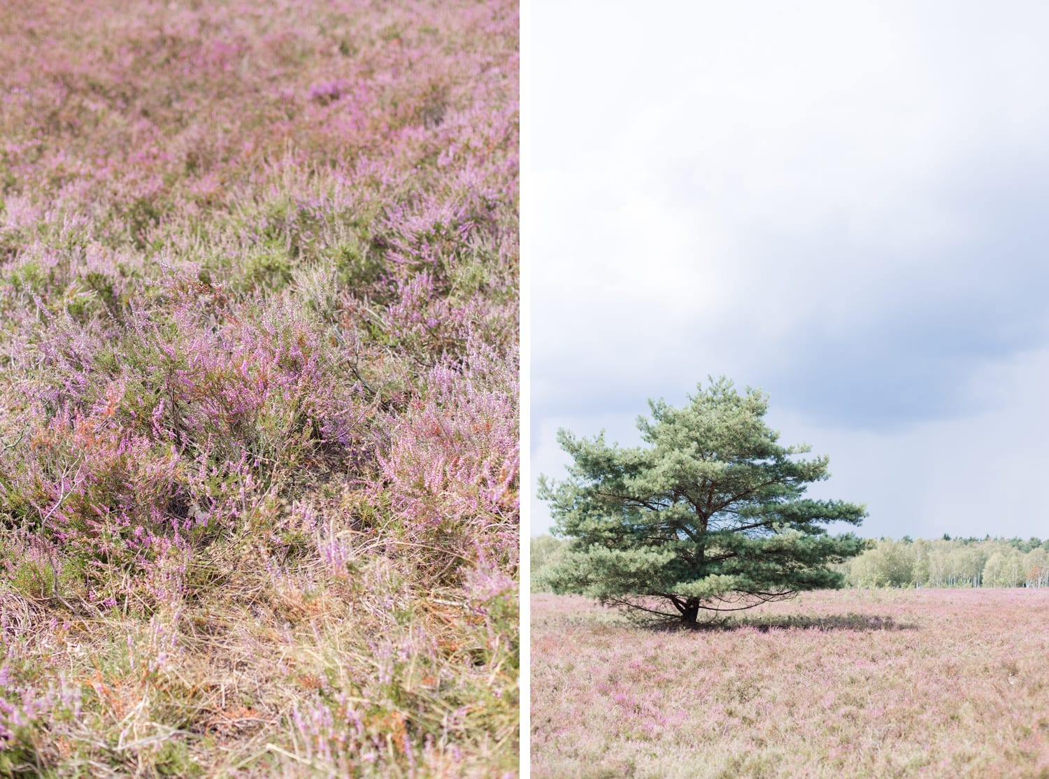 Traumhochzeit mit Alpakas - Romantische Landhochzeit in der Lüneburger Heide