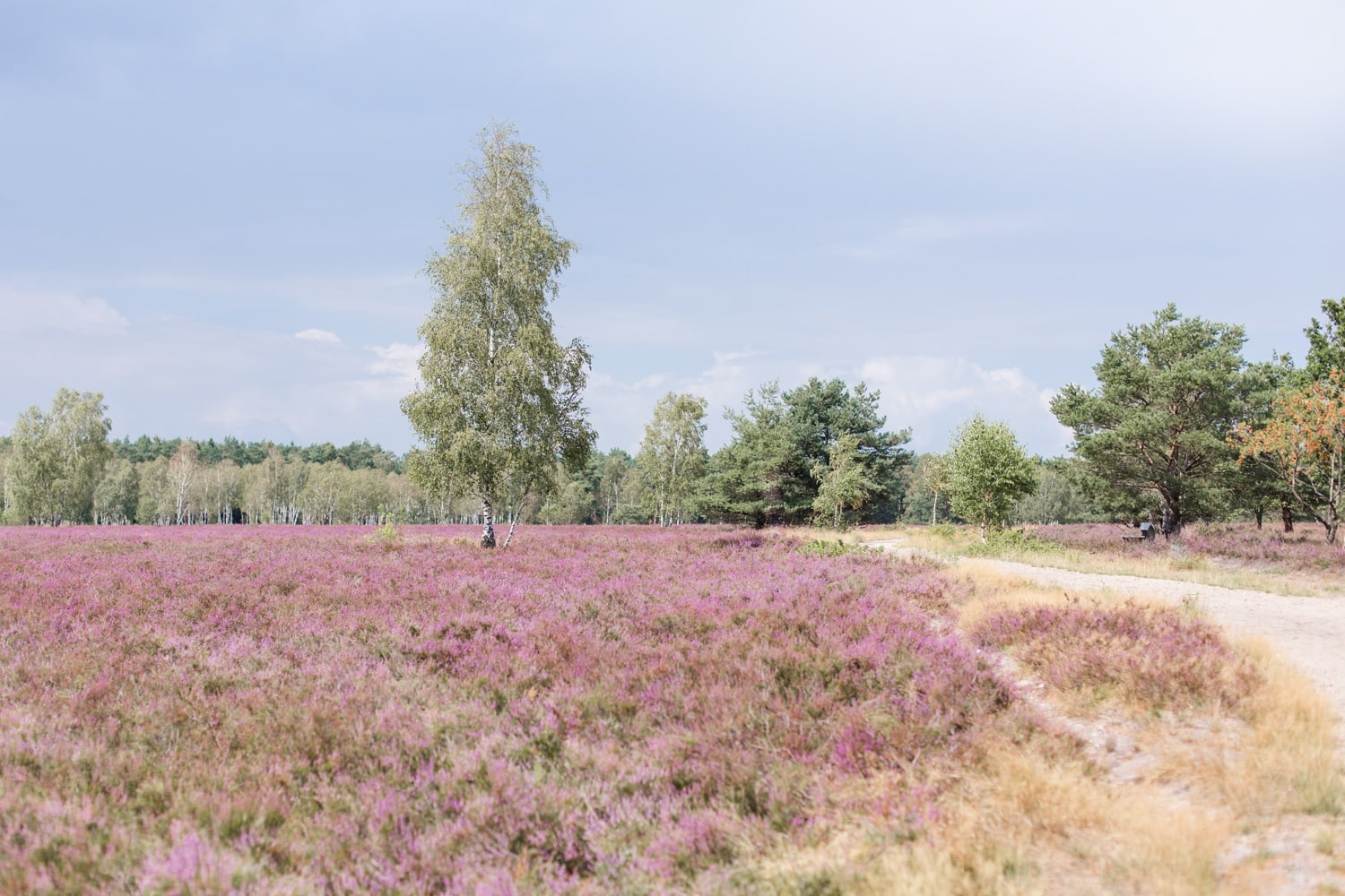 Traumhochzeit mit Alpakas - Romantische Landhochzeit in der Lüneburger Heide