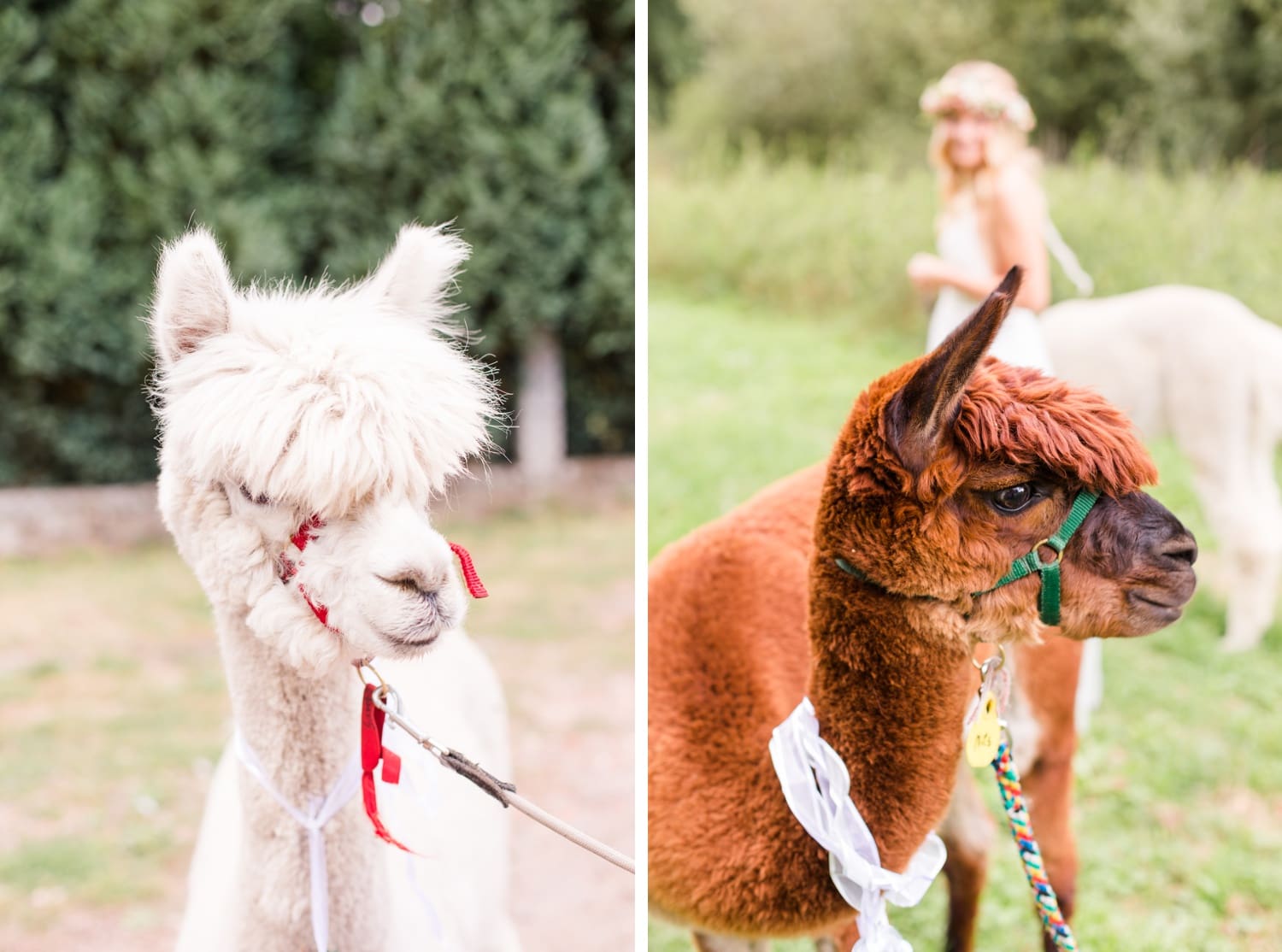 Traumhochzeit mit Alpakas - Romantische Landhochzeit in der Lüneburger Heide