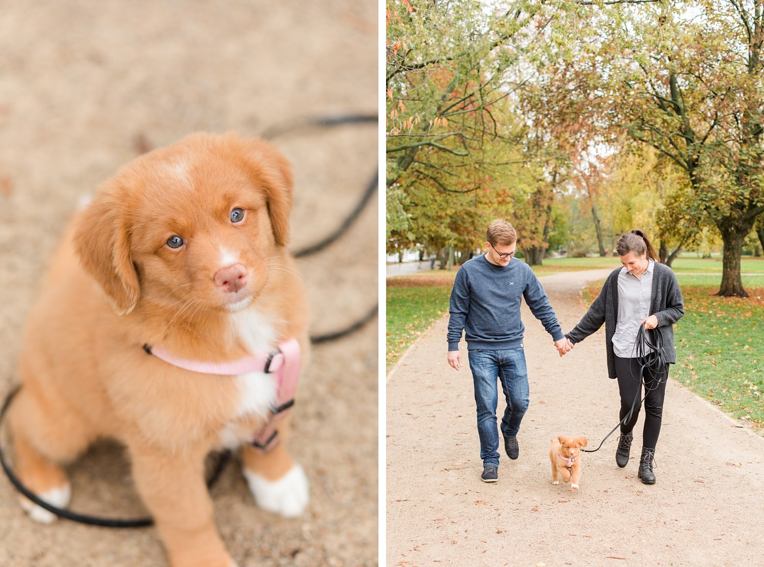 Herbstliche Familienfotos mit Toller Welpen in Berlin