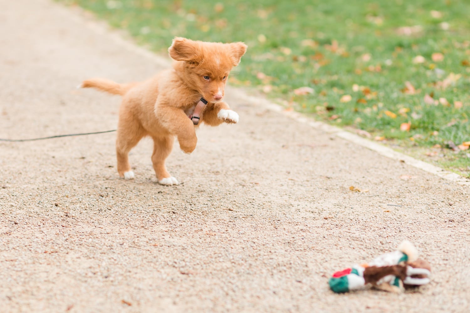 Herbstliche Familienfotos mit Toller Welpen in Berlin