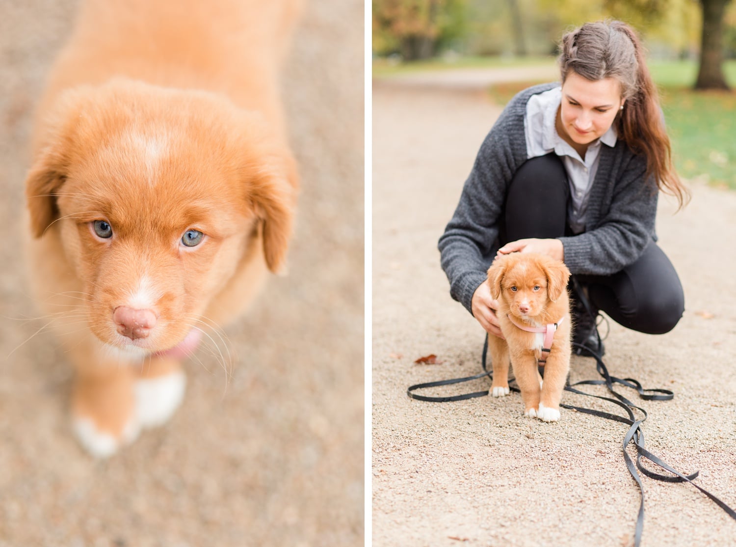 Herbstliche Familienfotos mit Toller Welpen in Berlin