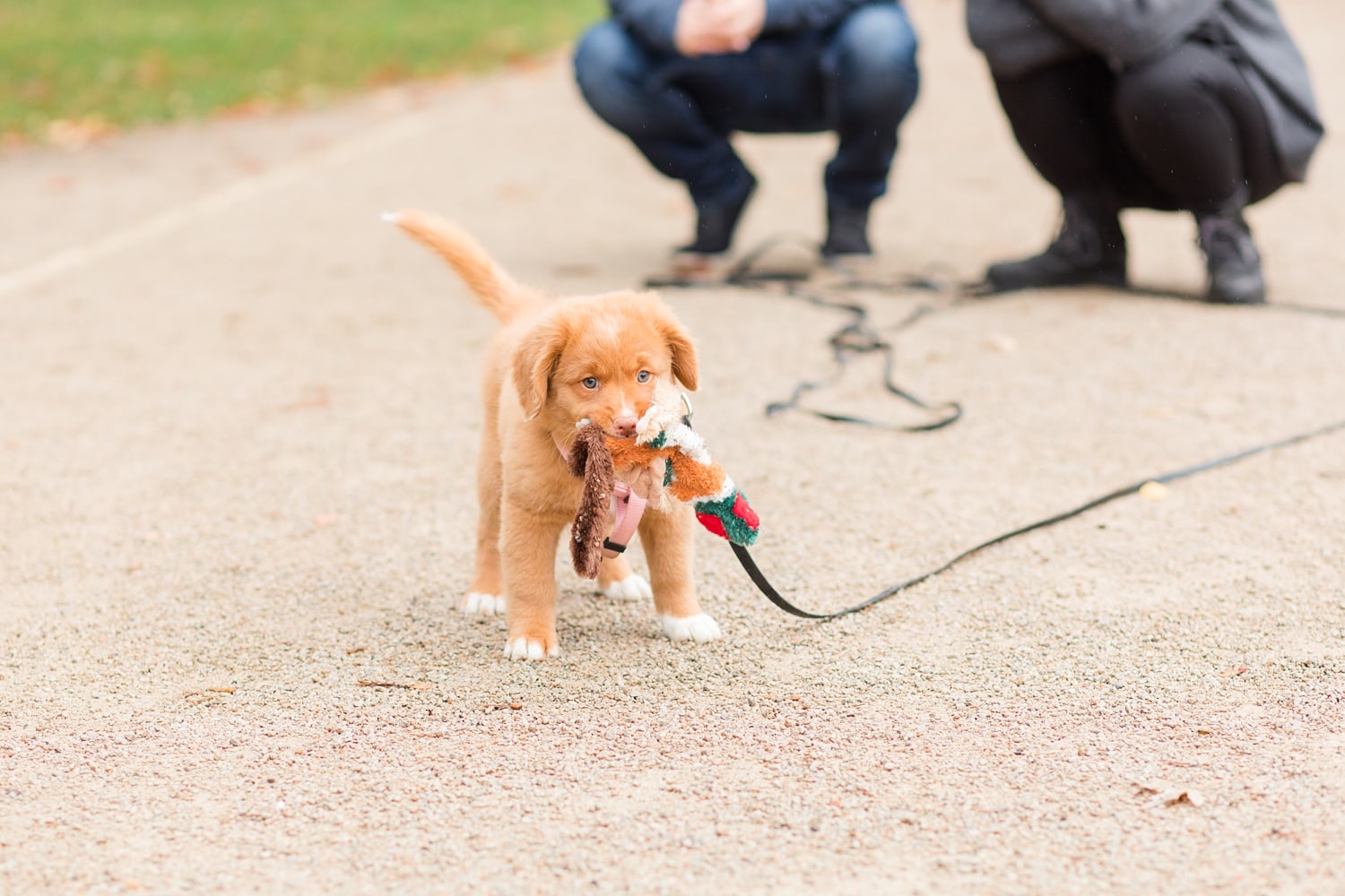 Herbstliche Familienfotos mit Toller Welpen in Berlin