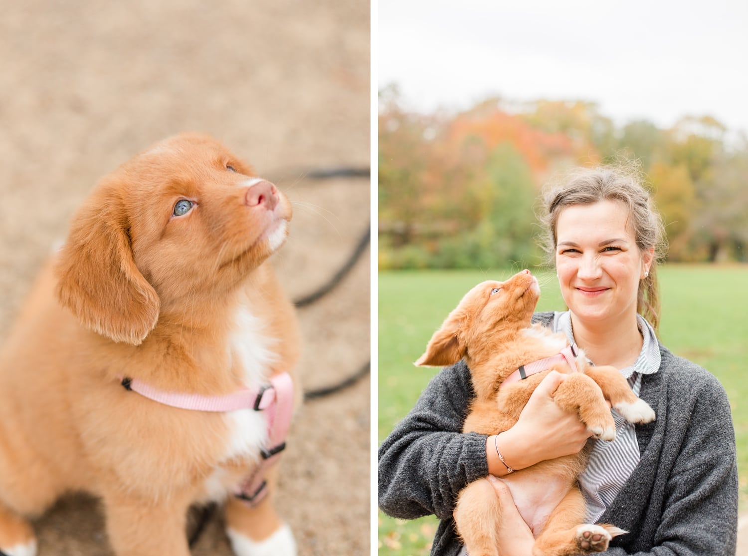 Herbstliche Familienfotos mit Toller Welpen in Berlin