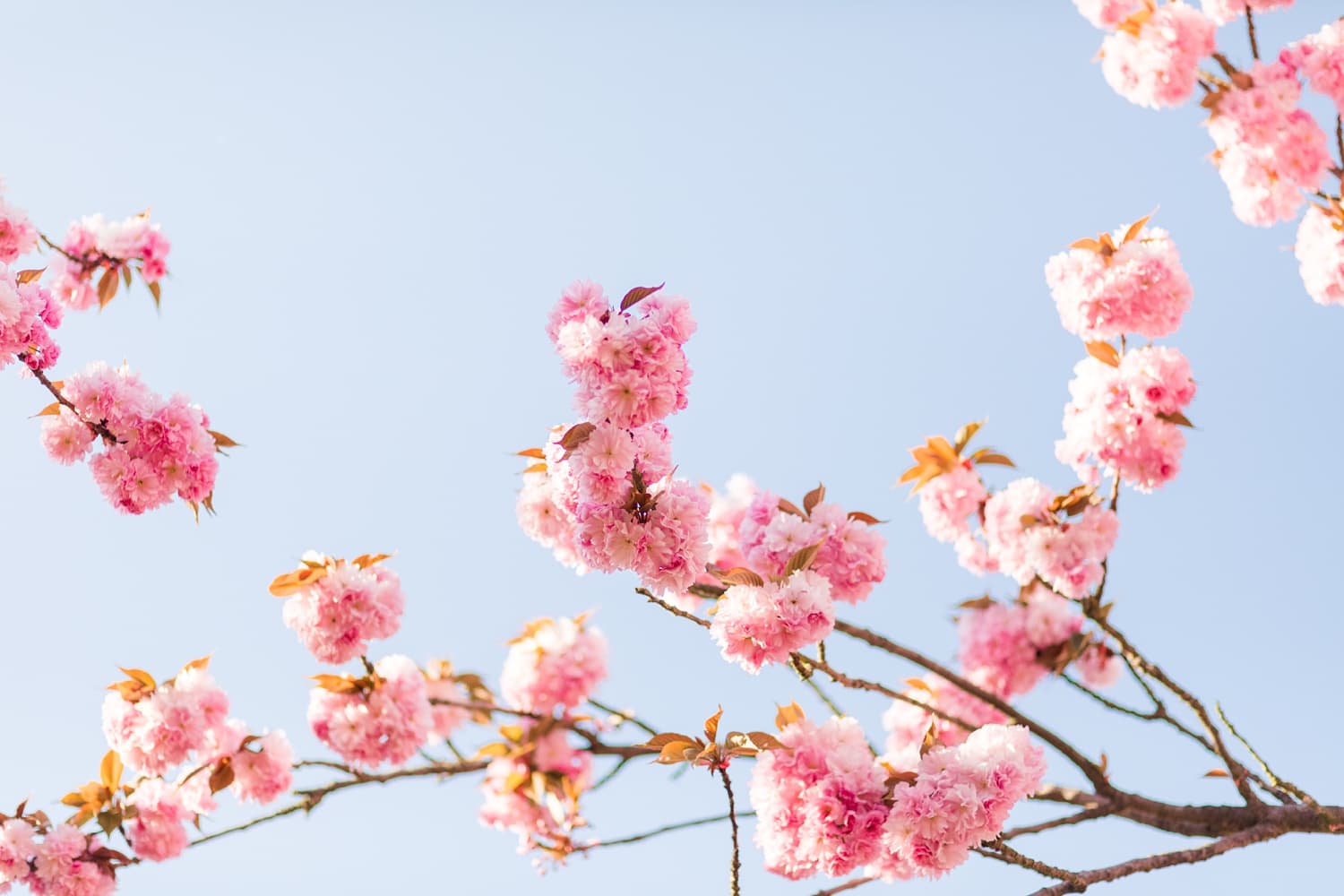 Kirschblüten Portraits im Frühling mit Lara vom Bloggerstammtisch