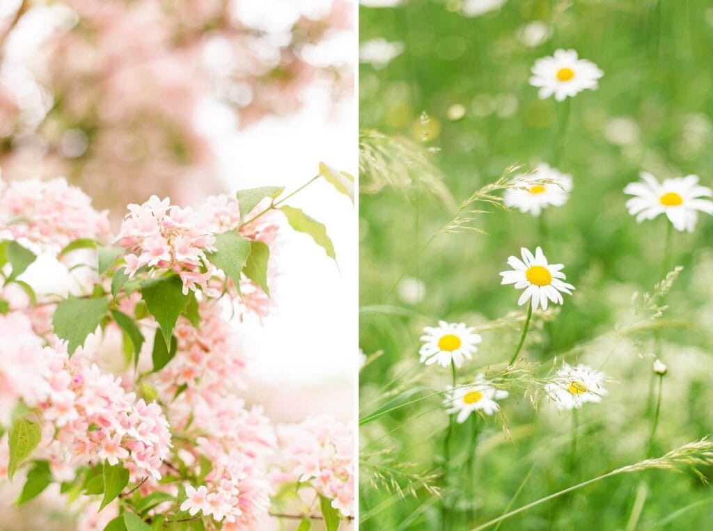 Blüten am Baum und Margeriten auf einer Wiese