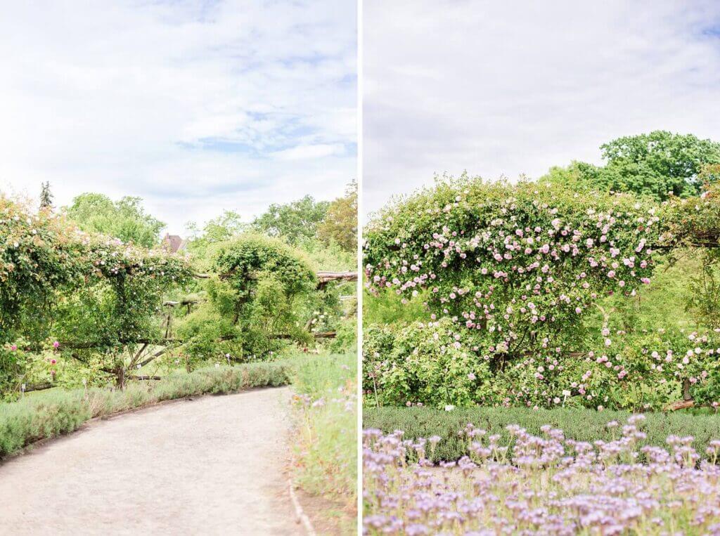 Ein Rosengarten mit Rosenranken