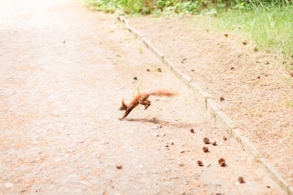 Ein Eichhörnchen rennt über den Weg