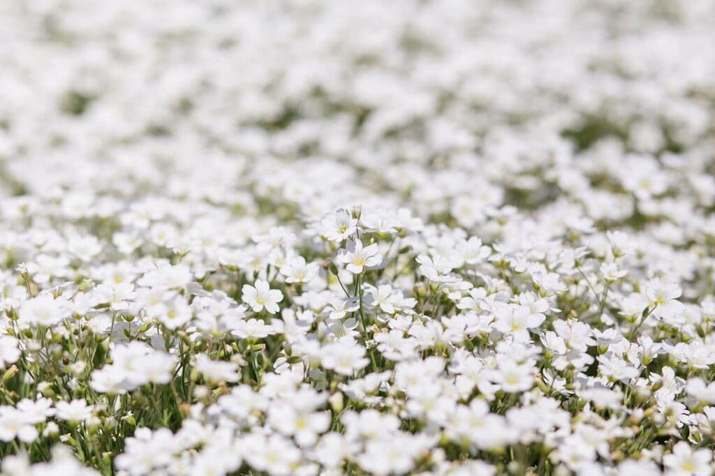 Nahaufnahme von vielen kleinen weißen Blumen