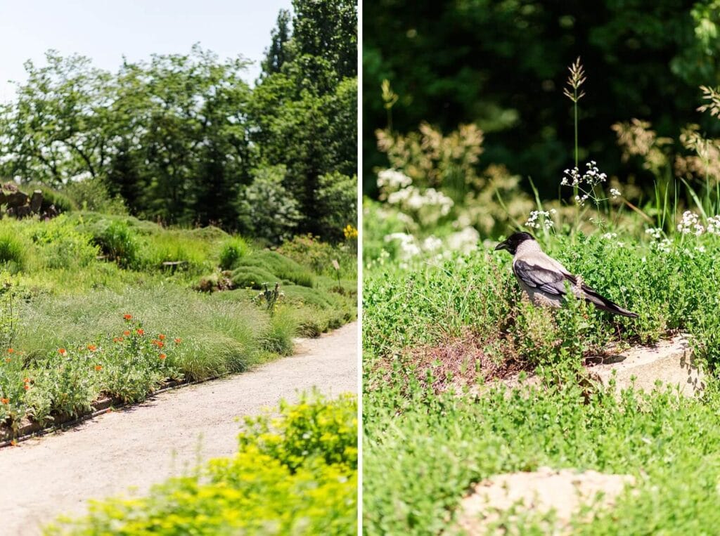 Ein Weg im Park und eine Krähe