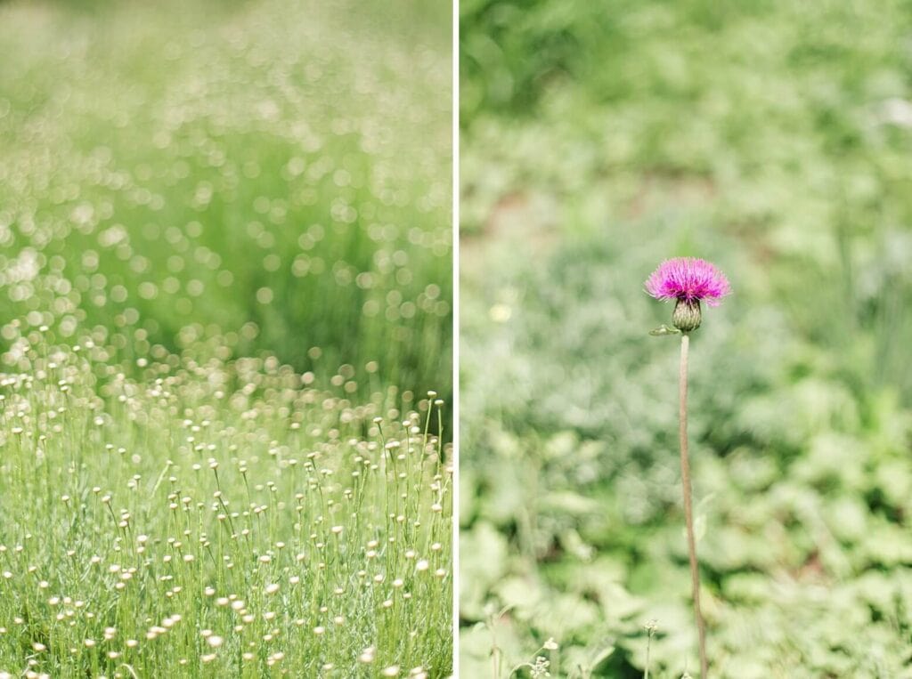 Kleine Blumen und eine Diestel