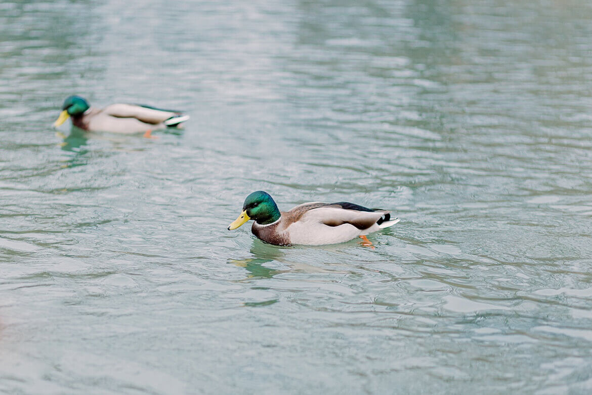 Enten im See