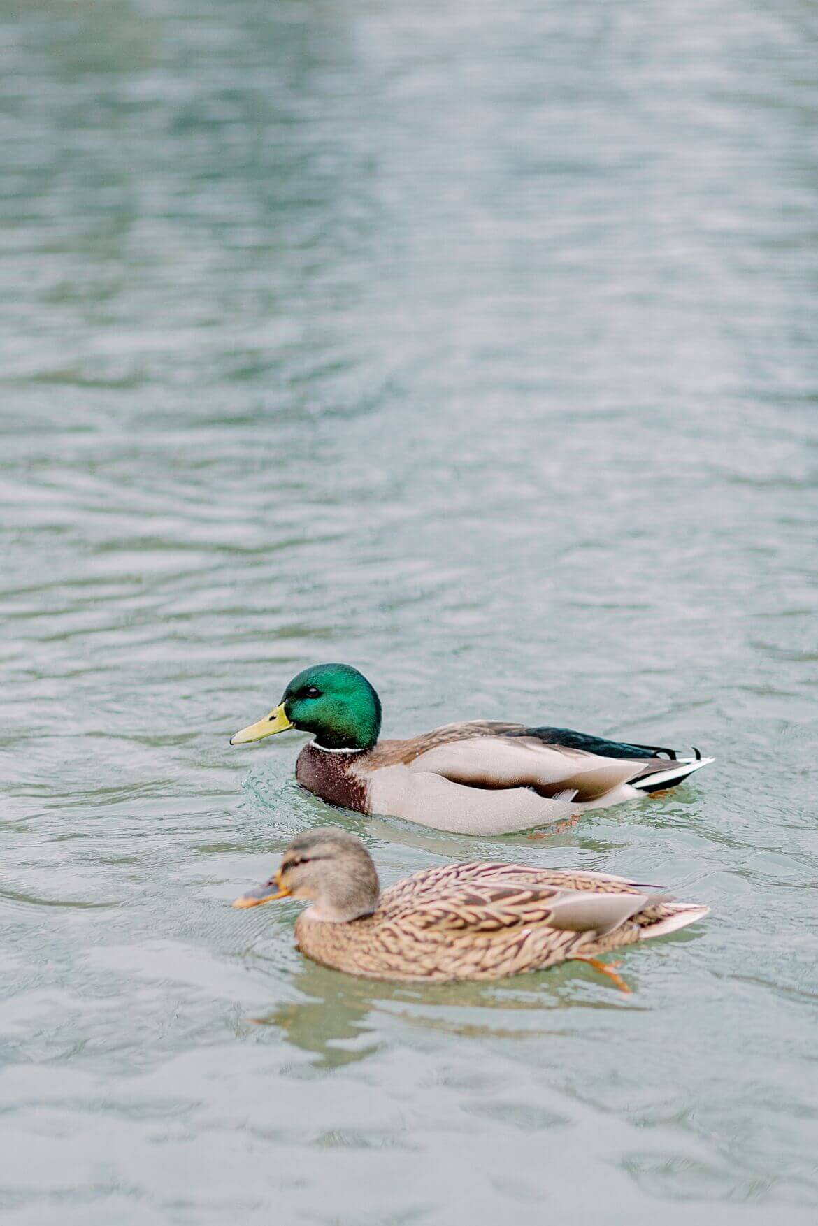 Enten im See