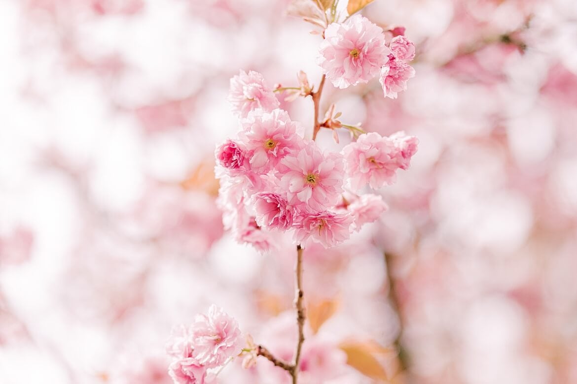 Kirschblüten am Baum