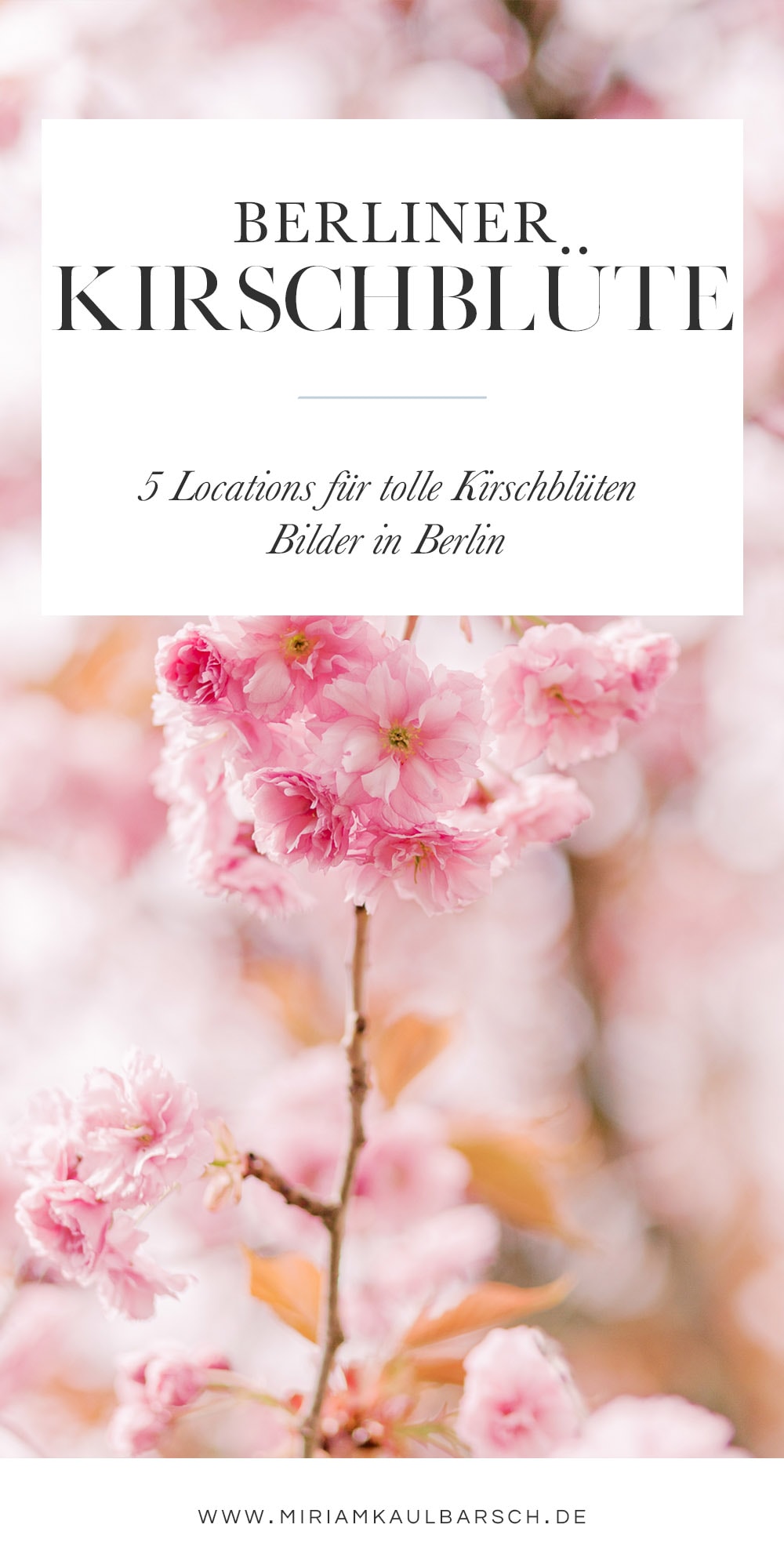 5 Fotospots zur Kirschblüte in Berlin