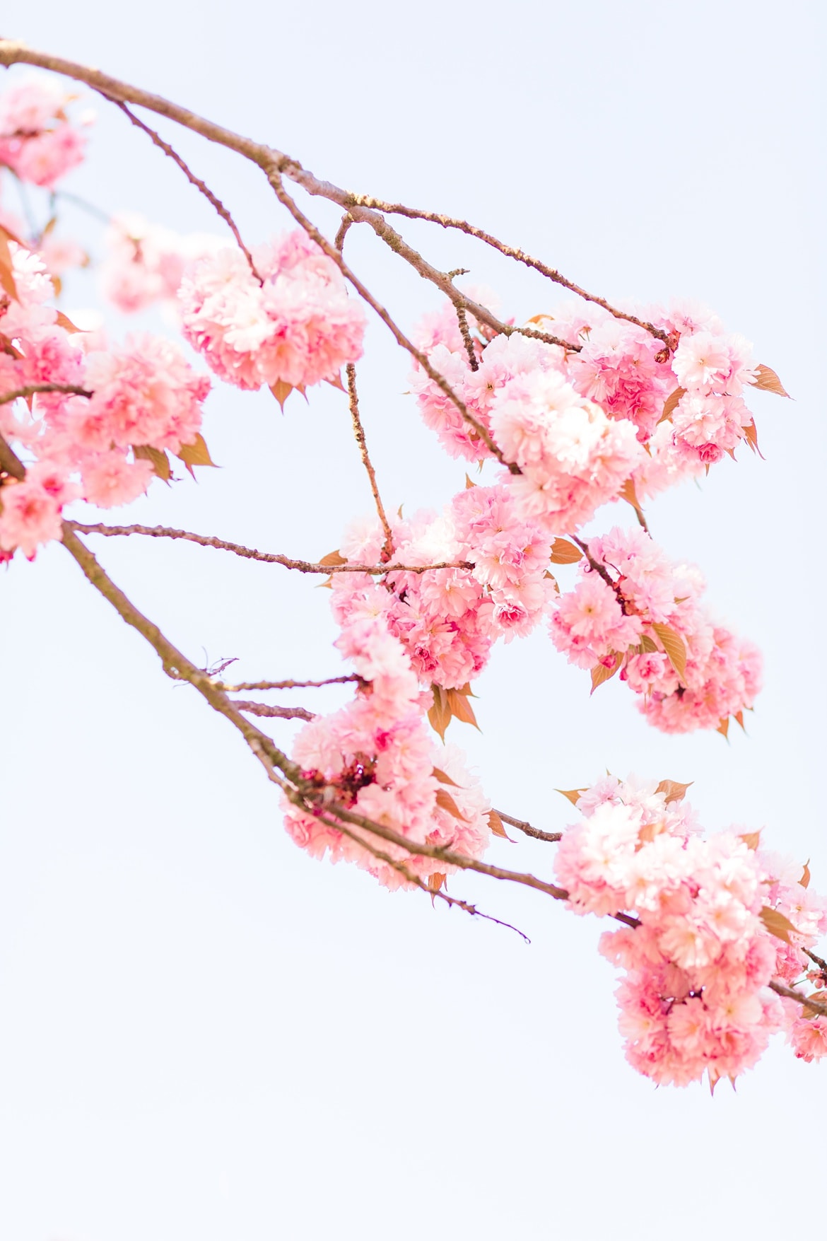 Ein Ast vor blauen Himmel mit vielen Kirschblüten