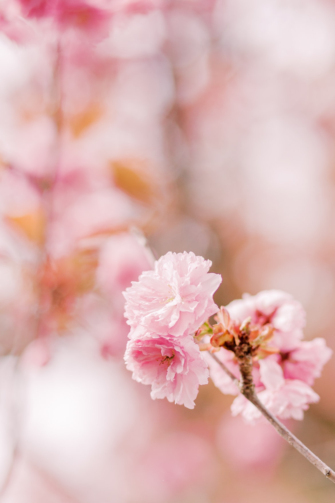 Eine Kirschblüte mit rosa Hintergrund