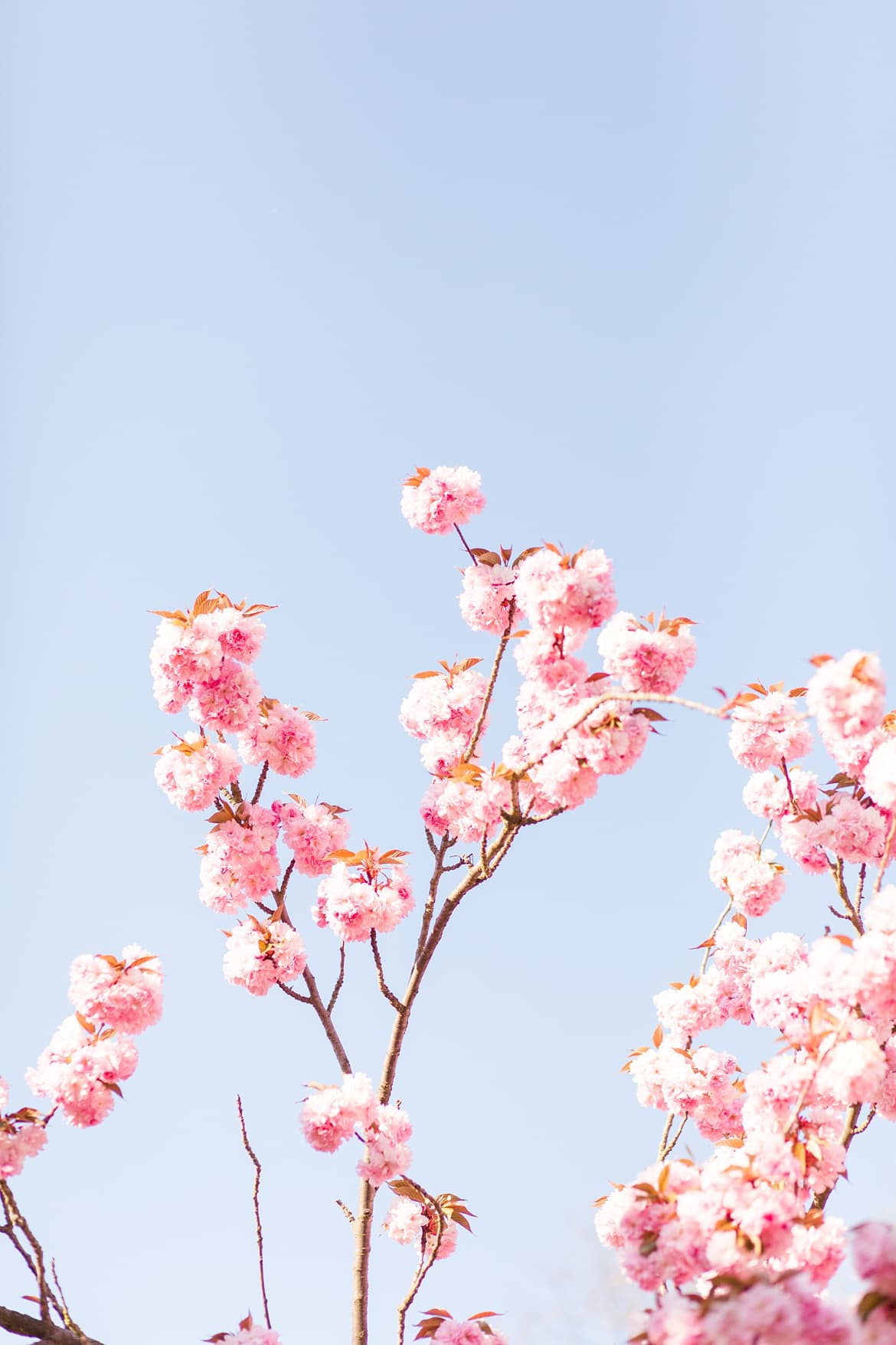 Blauer Himmel und Äste mit Kirschblüte