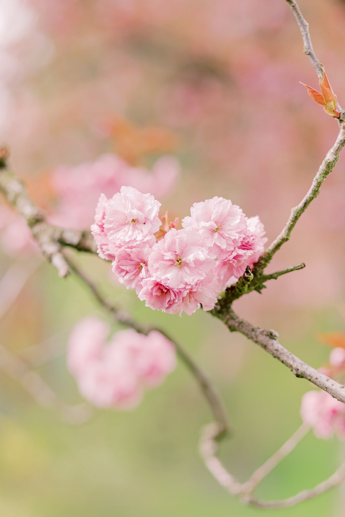 Eine Kirschblüte mit grünen Hintergrund