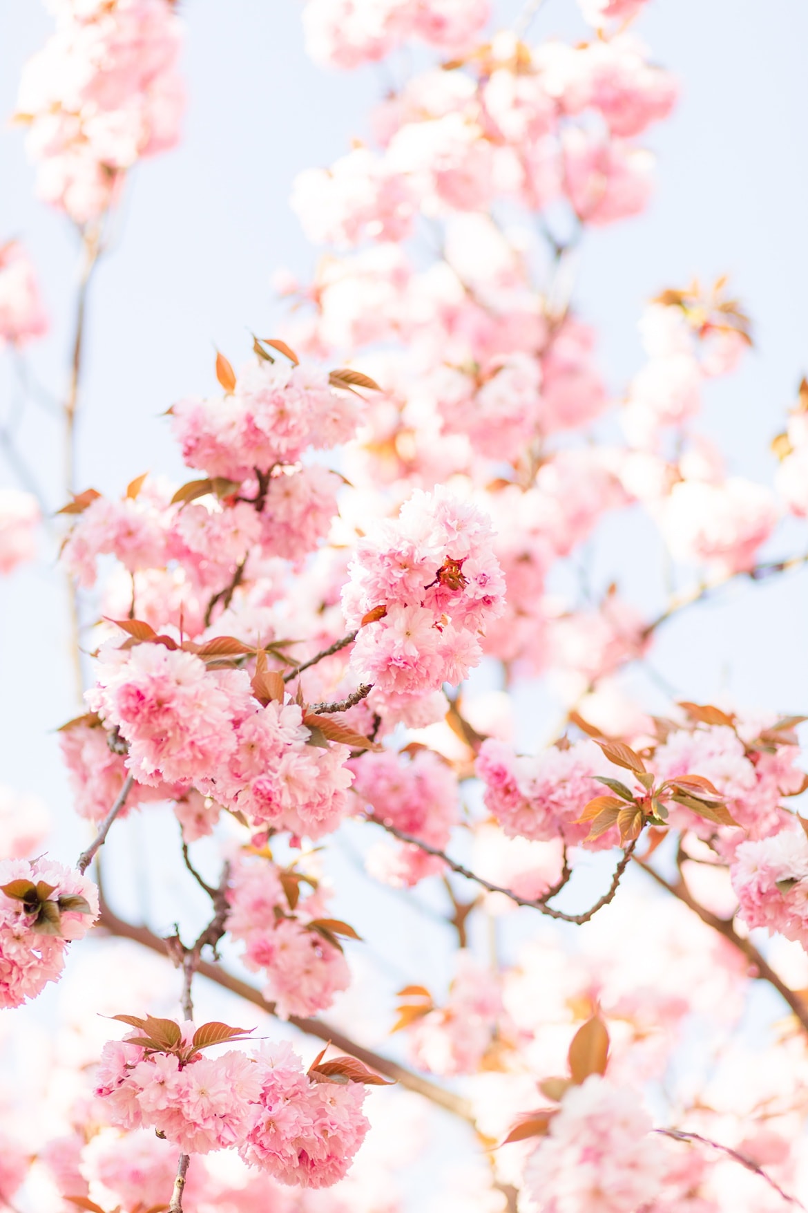 Kirschblüte vor blauen Himmel