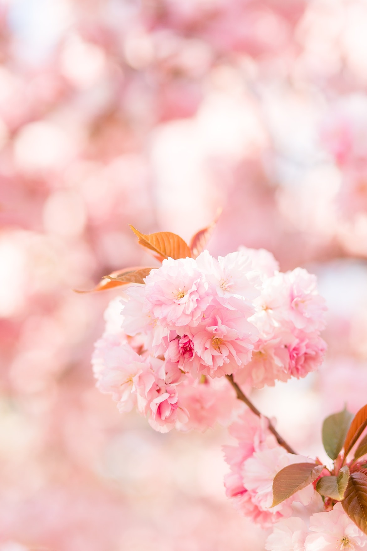 Viele Kirschblüten im Hintergrund