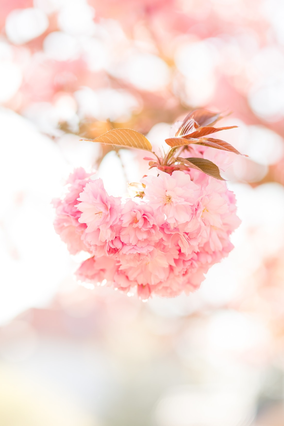 Eine große Kirschblüte am Ast