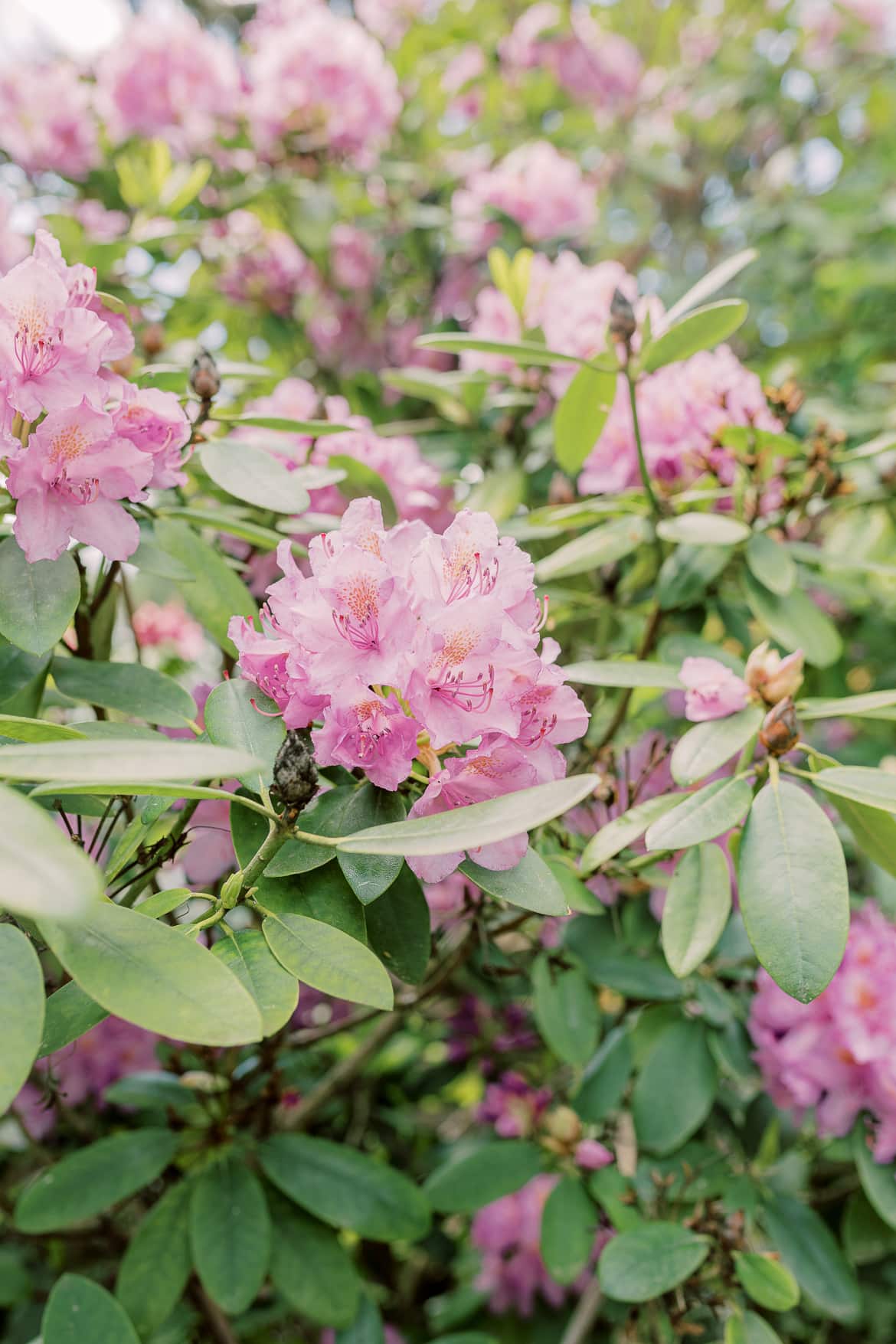 Lila Rhododendron