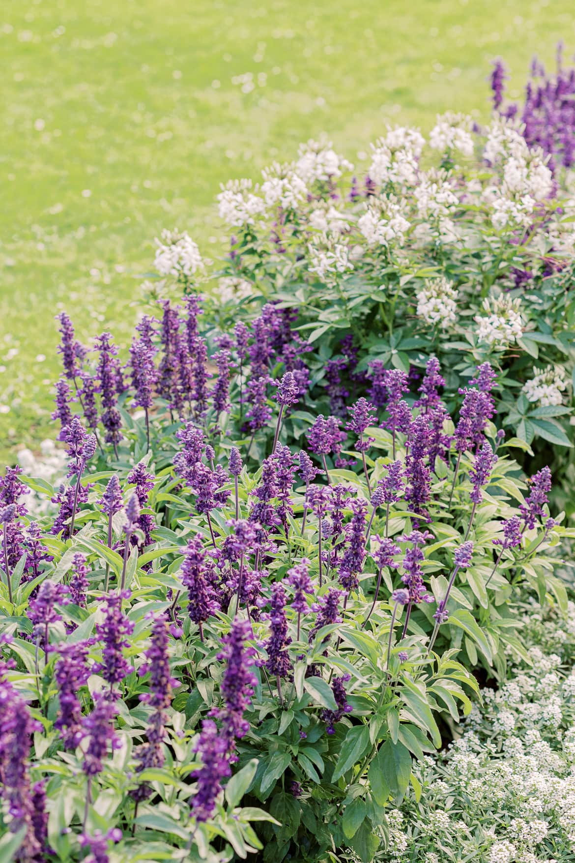 Blumenbeet im Park