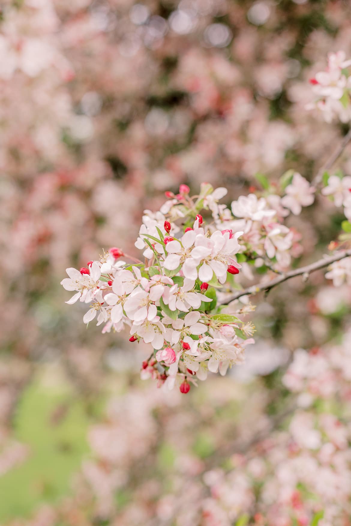 Blüten eines blühenden Baumes