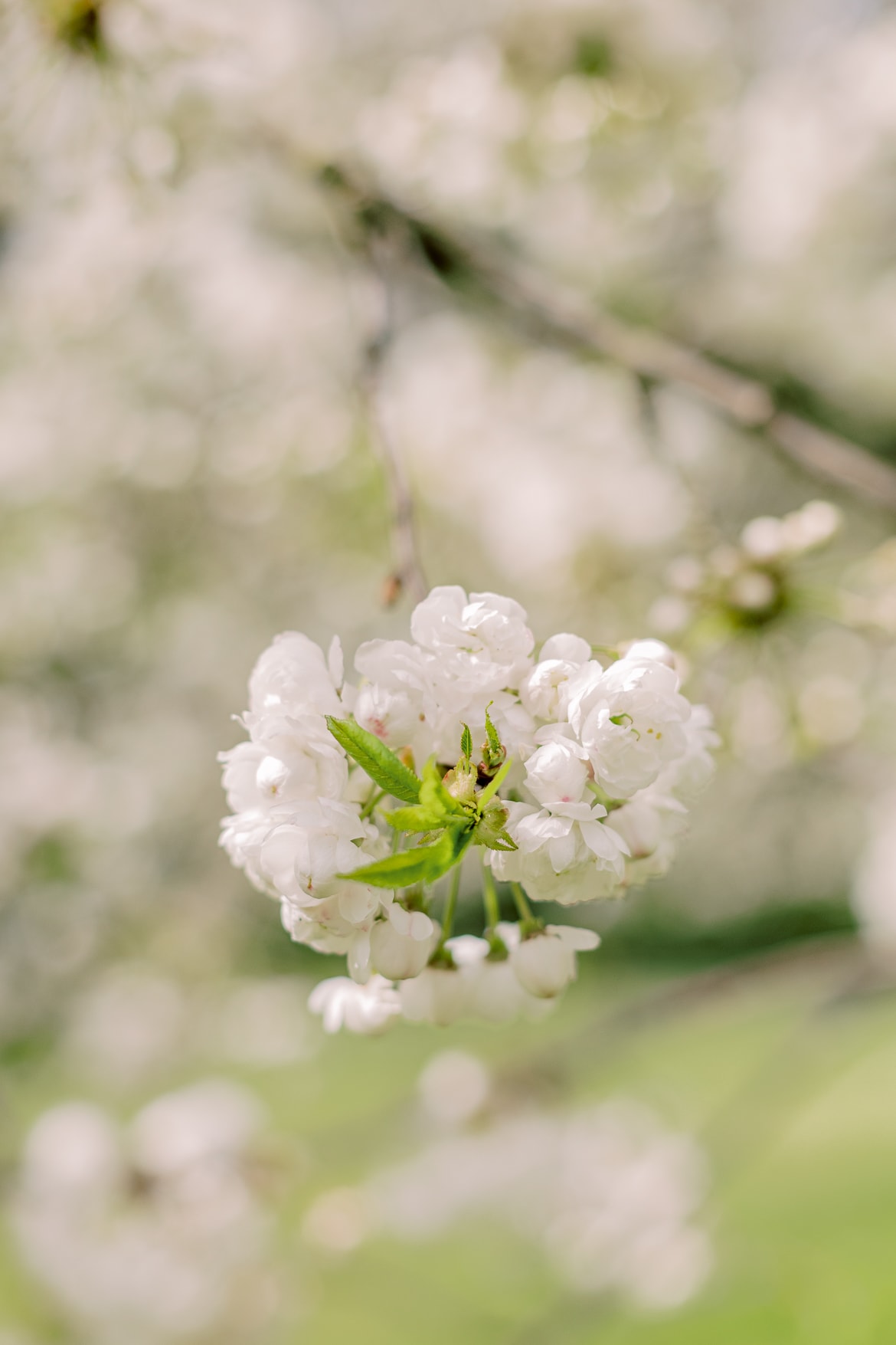 Blüten eines blühenden Baumes