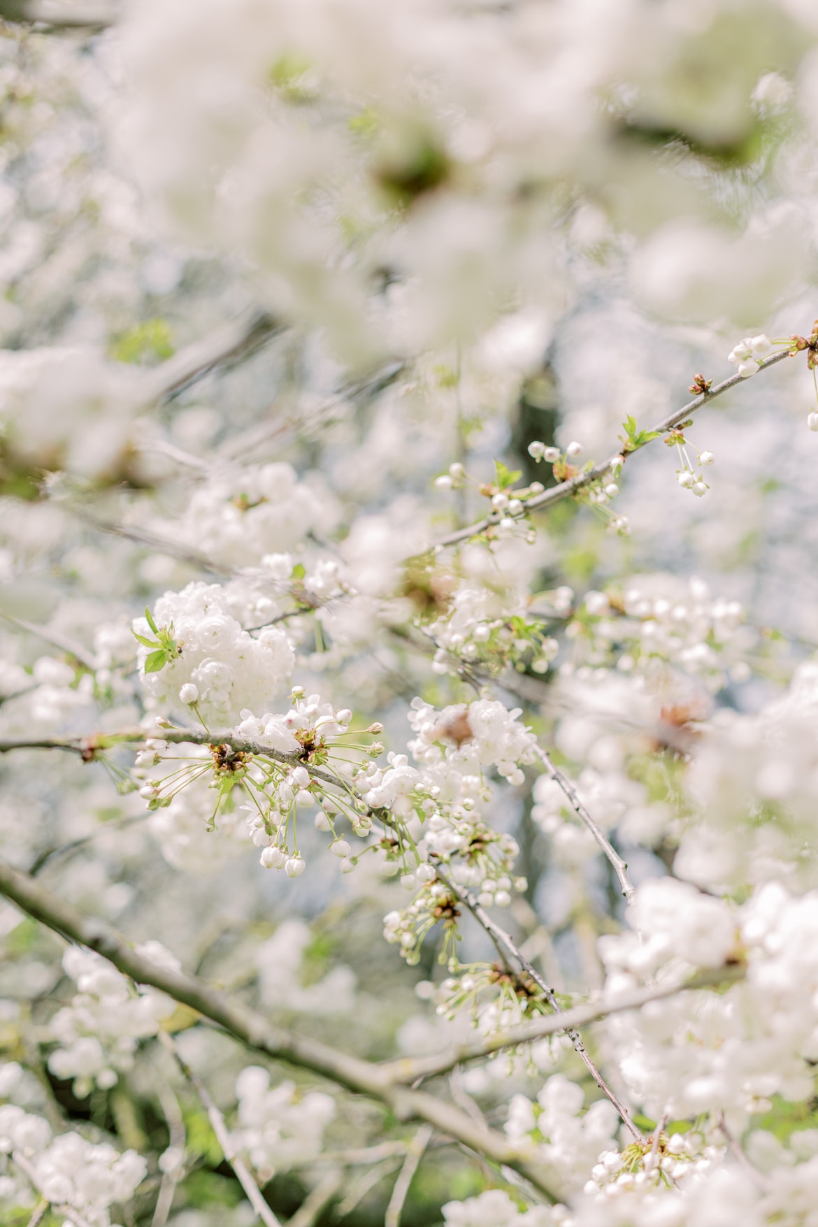 Blühende Blüten am Baum