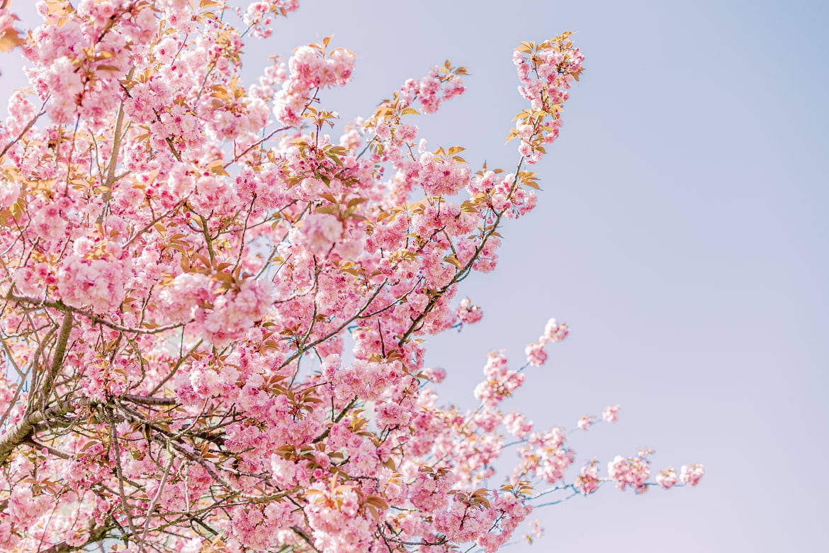 Kirschblüten vor blauem Himmel