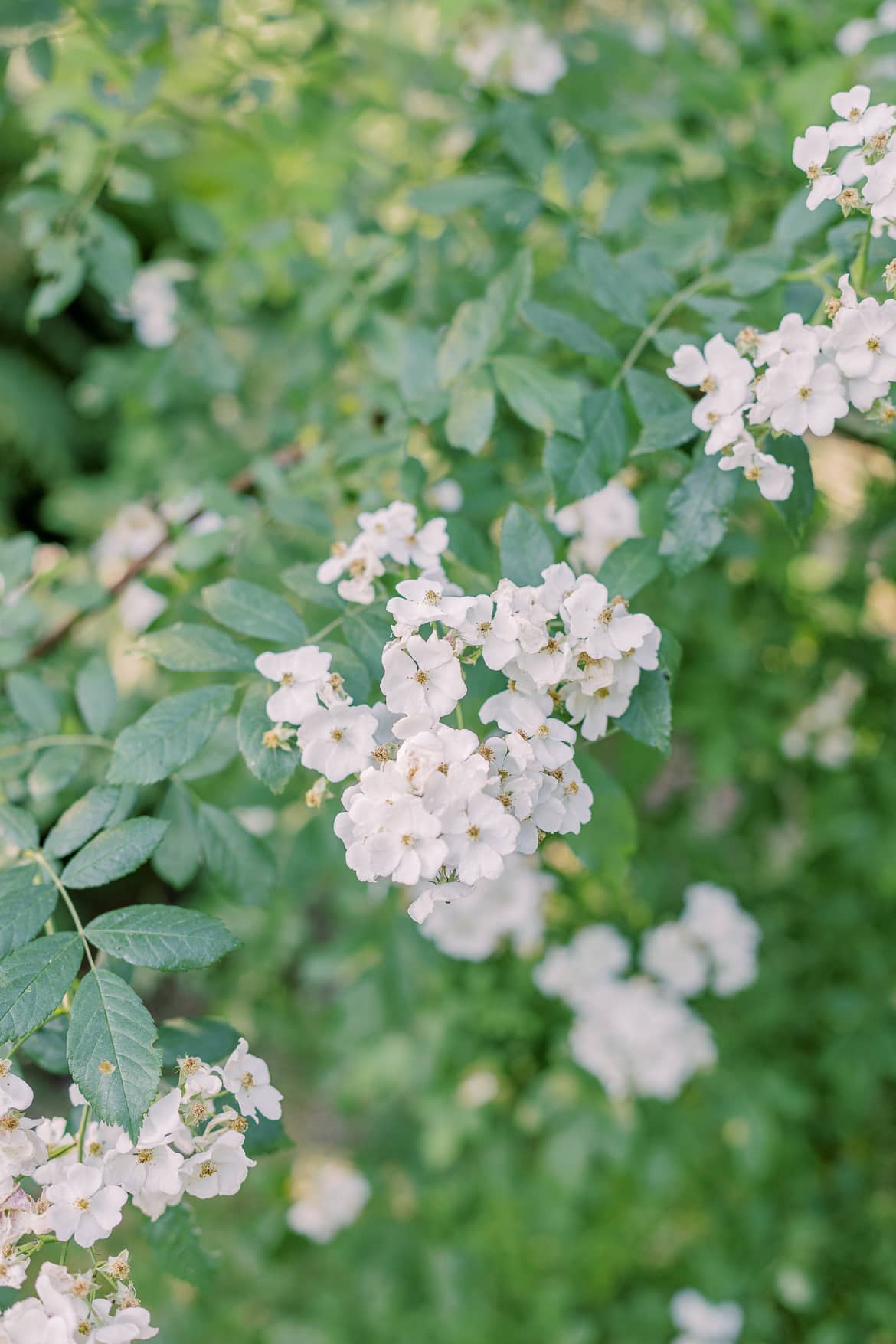 Nahaufnahme von weißen Blüten an einem Busch