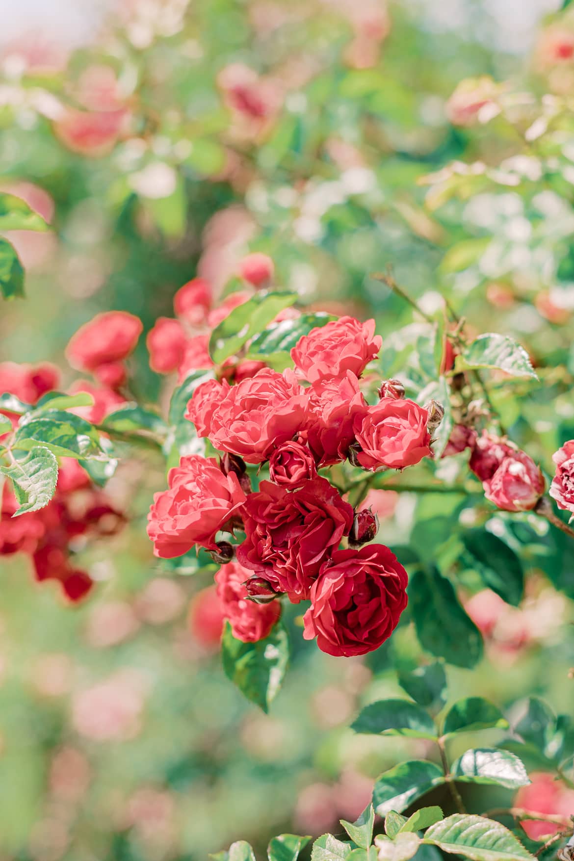 Rote Rosen