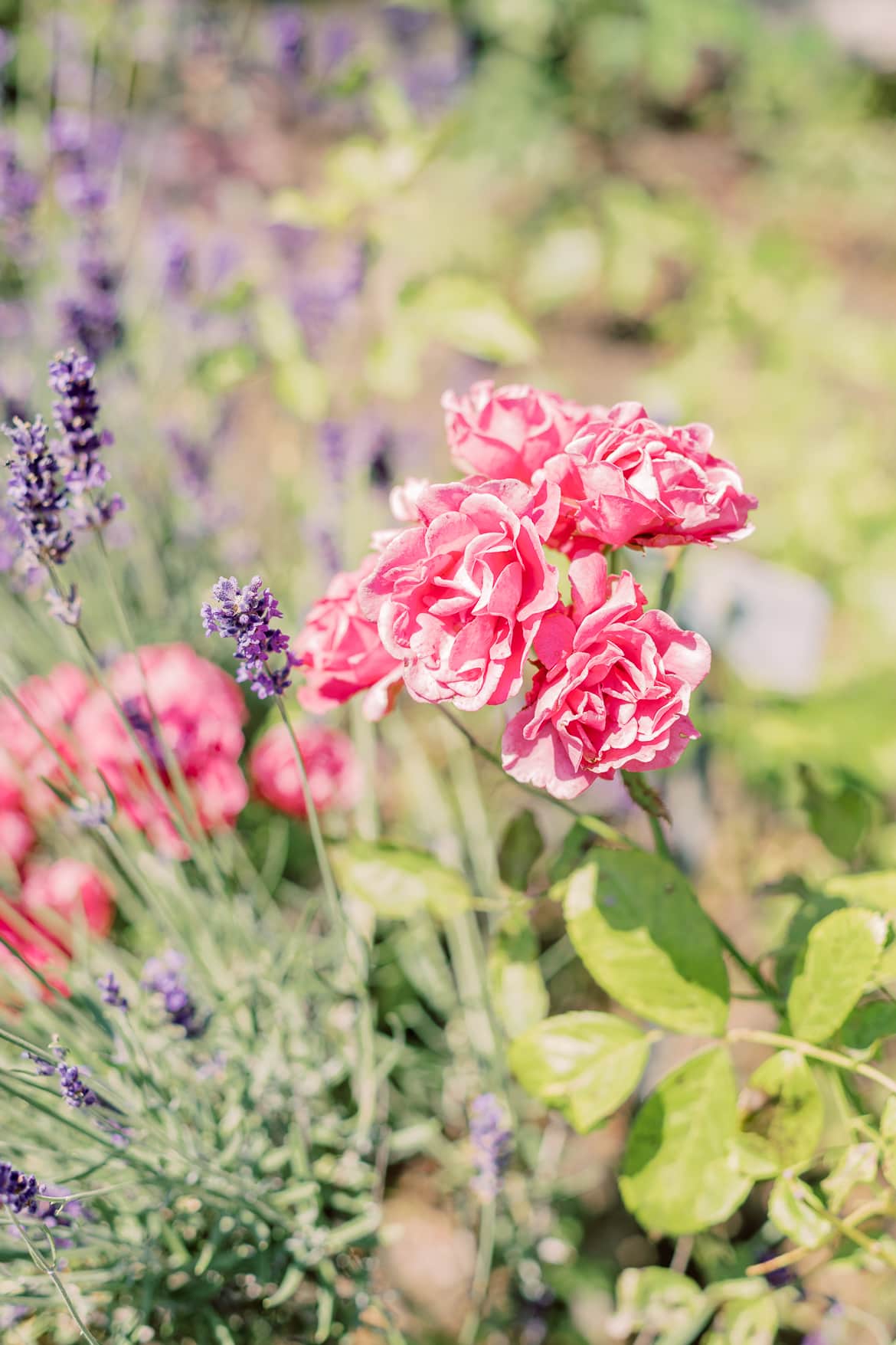 Rosen und Lavendel