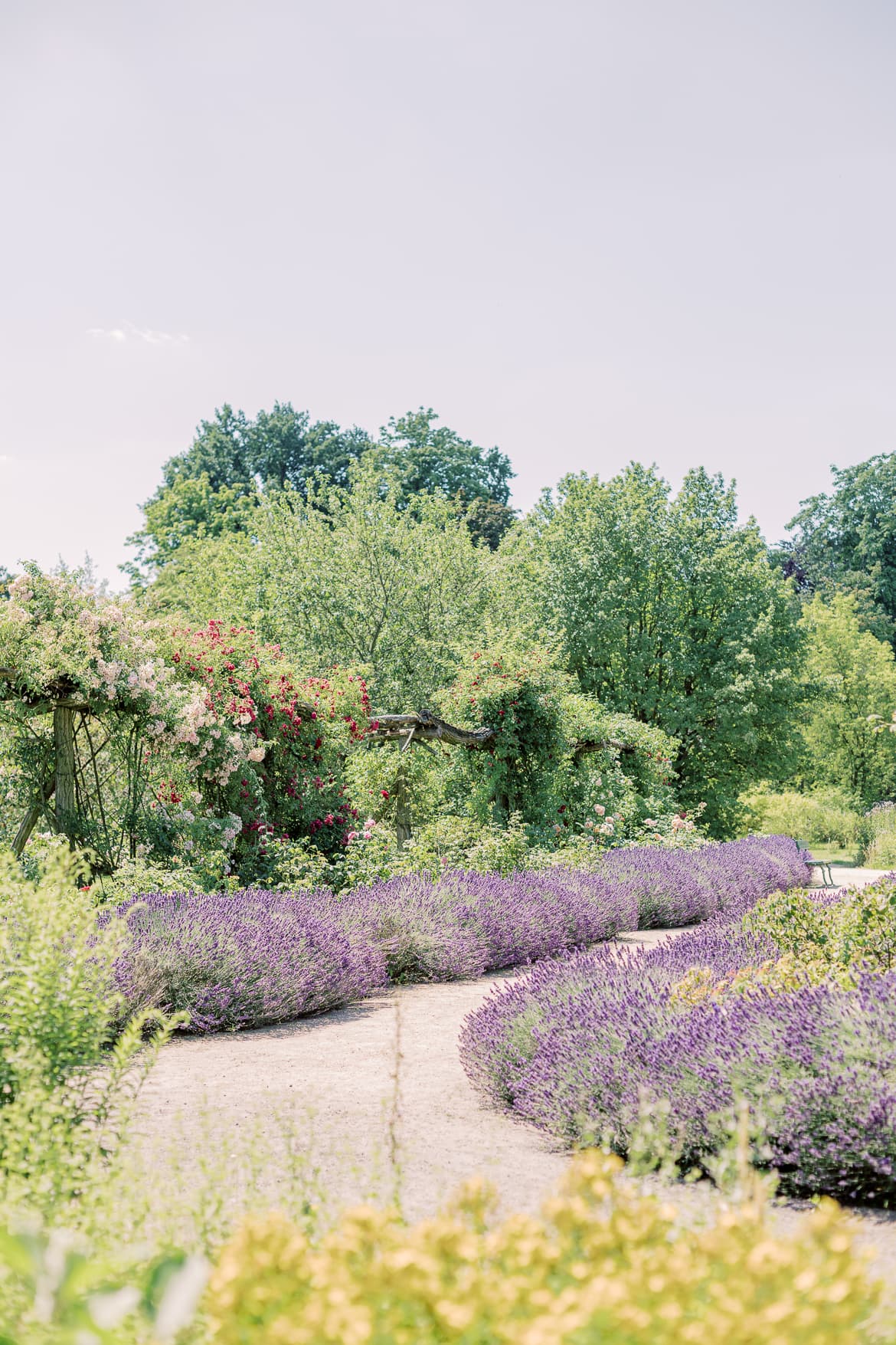 Rosengarten im Botanischen Garten Berlin