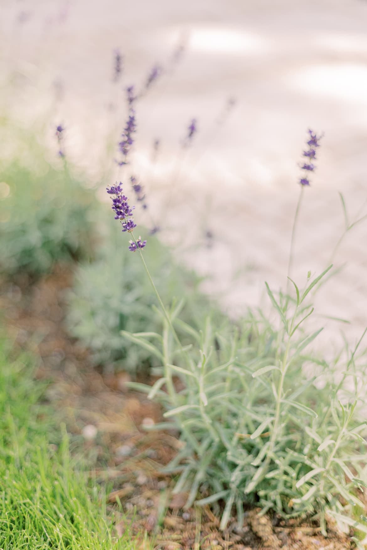 Lavendel im Garten