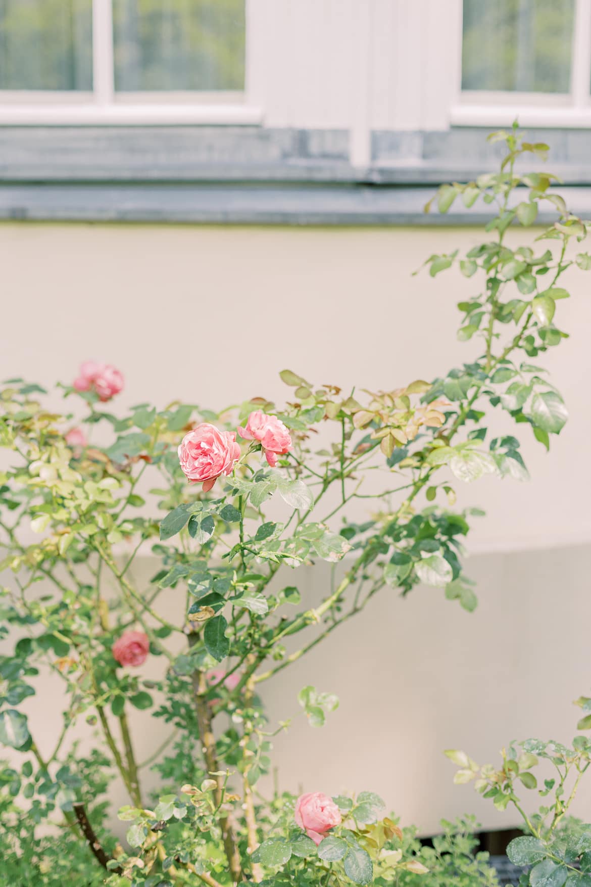 Rosen im Garten