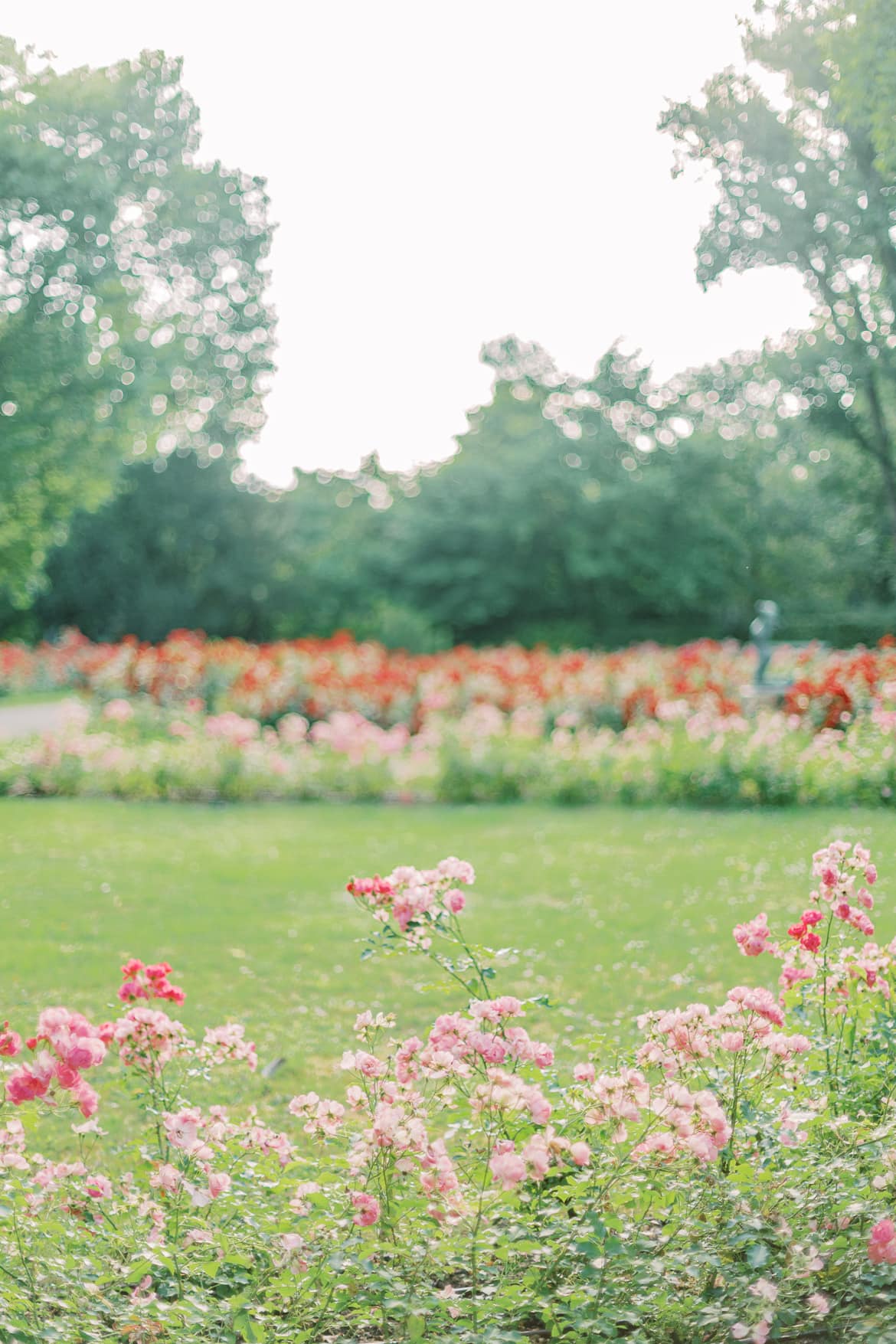 Babybauch Portraits im Rosengarten vom Stadtpark Steglitz