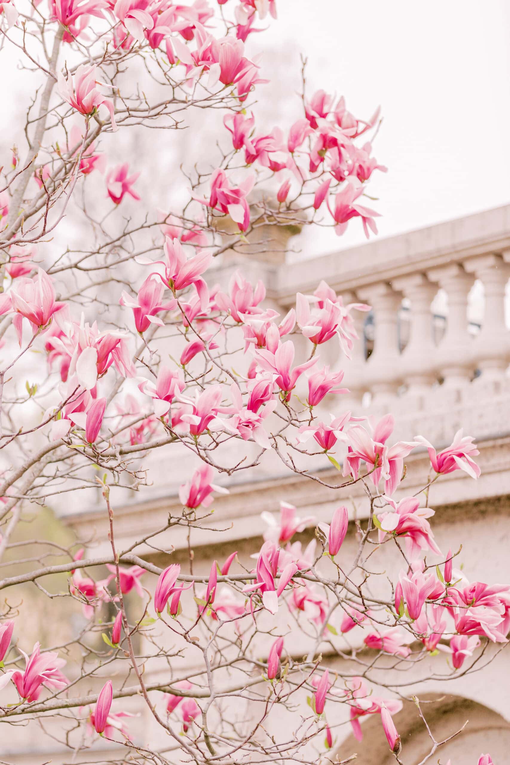 Blühende Magnolien in Berlin